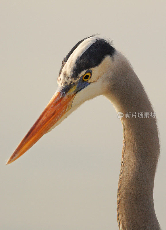 鹭鸟肖像Ardea herodias